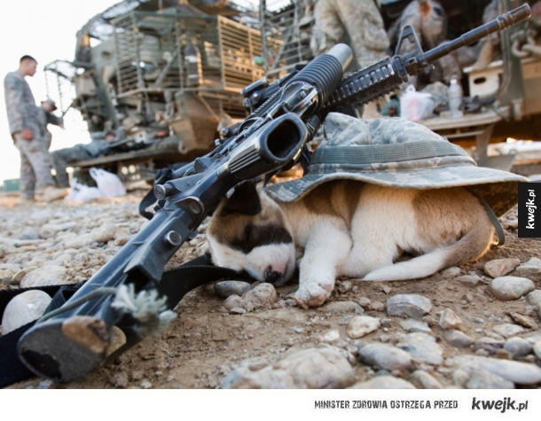 Psy wojny