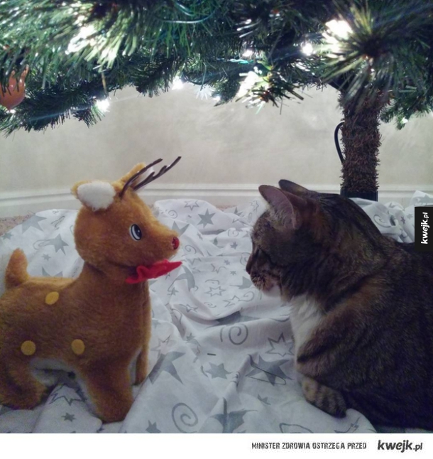 Koty, które nie mogą się doczekać świąt