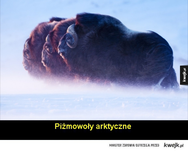 Zwierzęta Arktyki na fotografiach Floriana Schulza