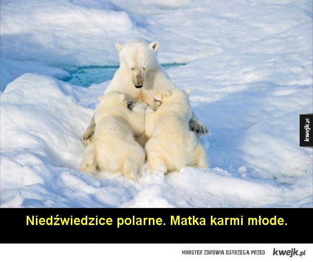 Zwierzęta Arktyki na fotografiach Floriana Schulza