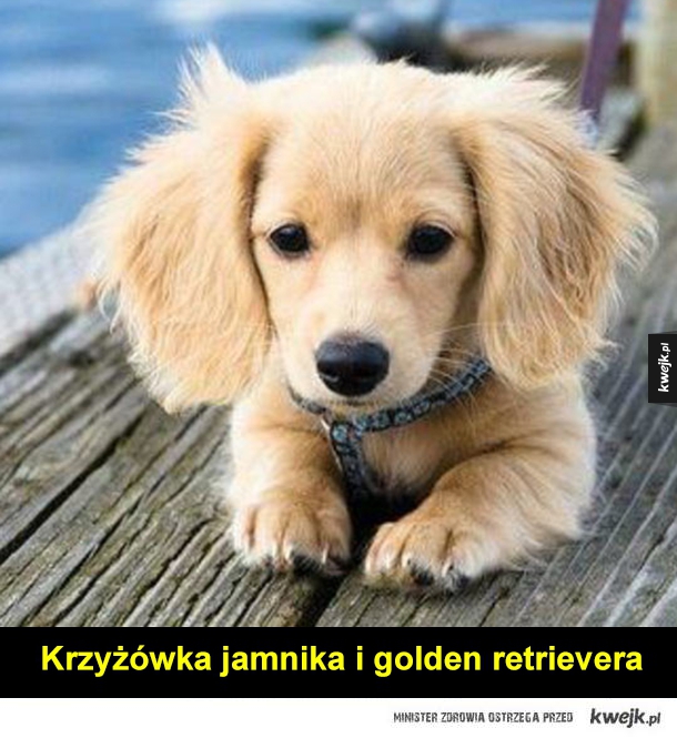 Image Result For Mieszaniec Labradora Z Golden Retrieverem