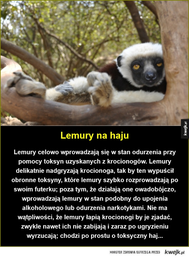 Lemury na haju. Lemury celowo wprowadzają się w stan odurzenia przy pomocy toksyn uzyskanych z krocionogów. Lemury delikatnie nadgryzają krocionoga, tak by ten wypuścił obronne toksyny, które lemury szybko rozprowadzają po swoim futerku; poza tym, że dział