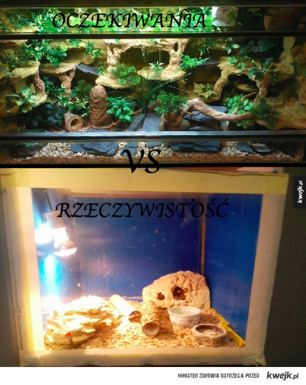 Budowanie terrarium