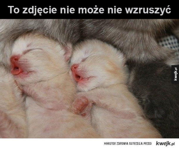Kocięta