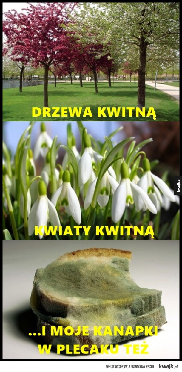 Wszystko kwitnie