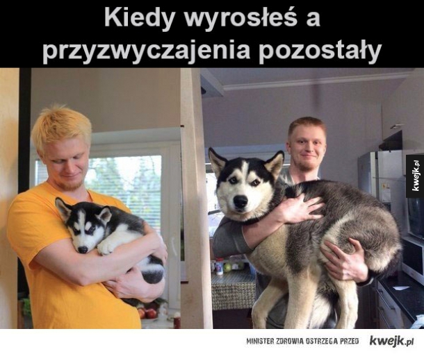 pieseł