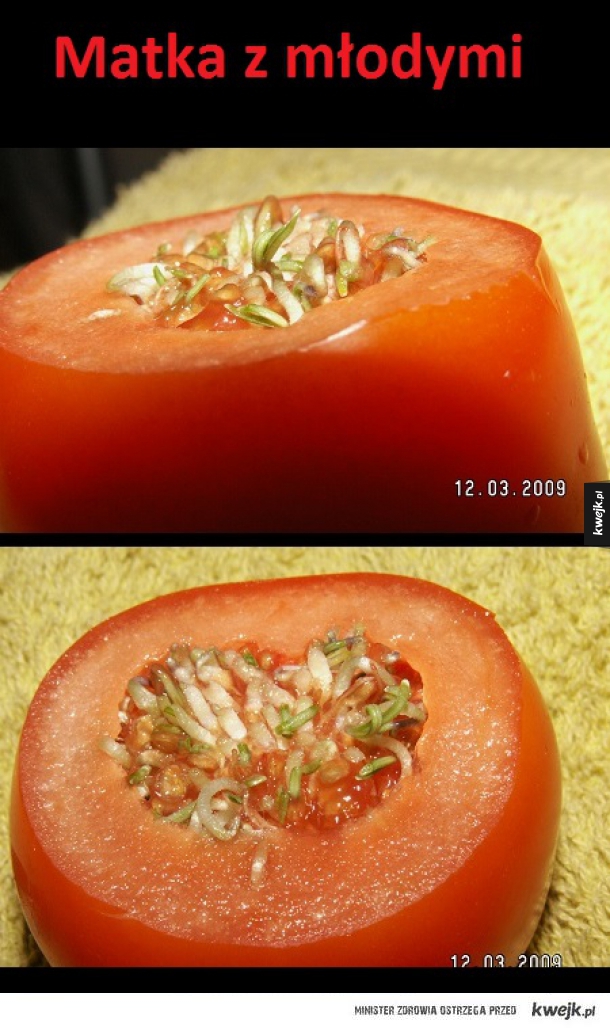 Pomidor