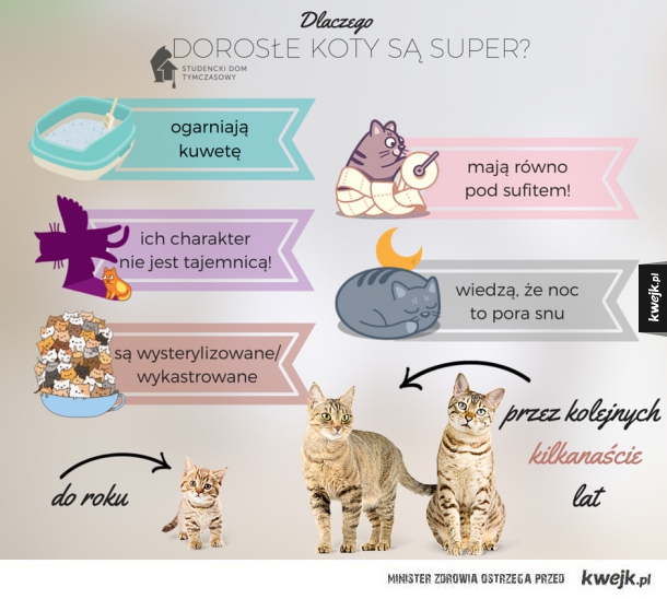 Nie kupuj, adoptuj!