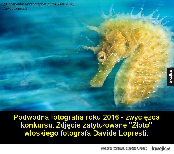 Zdjęcia wyróżnione w konkursie Underwater Photographer of the Year 2016