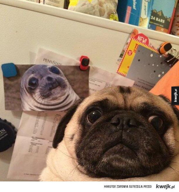 mops