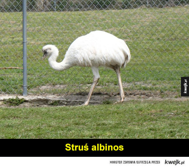 Zwierzęta albinosy