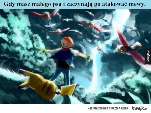 Gdy masz małego psa i atakują go mewy.