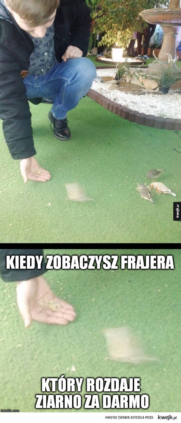 Chytry ptaszek z Radomia