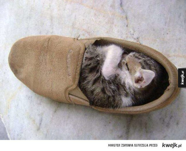 Koty w butach