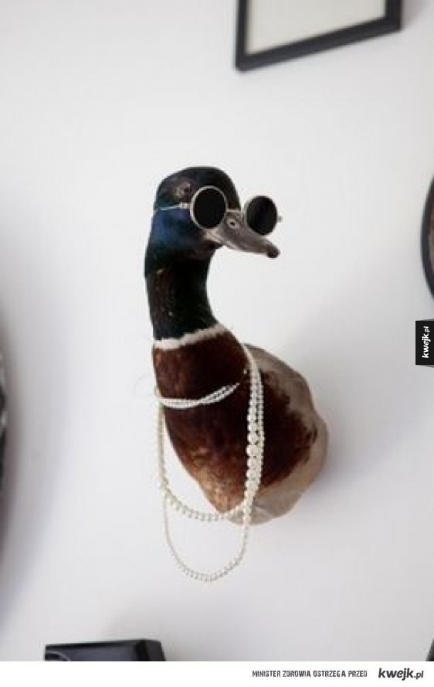 SWAG duck