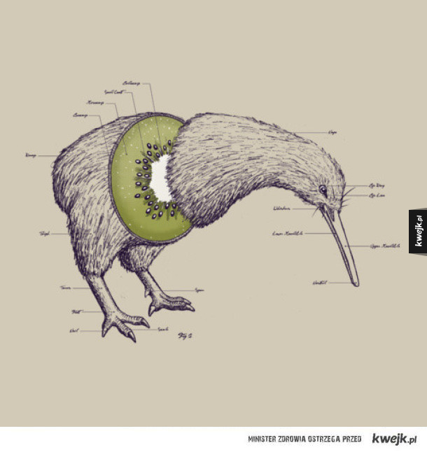 kiwi