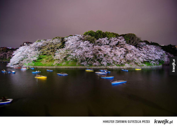 Kraj Kwitnącej Wiśni na zdjęciach National Geographic