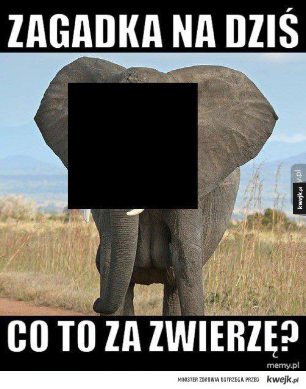 zagadka
