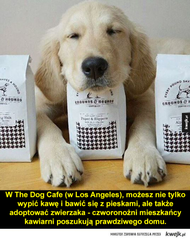 W The Dog Cafe (w Los Angeles), możesz nie tylko wypić kawę i bawić się z pieskami, ale także adoptować zwierzaka - czworonożni mieszkańcy kawiarni poszukują prawdziwego domu.