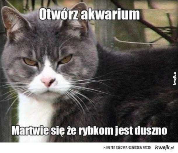 koteł