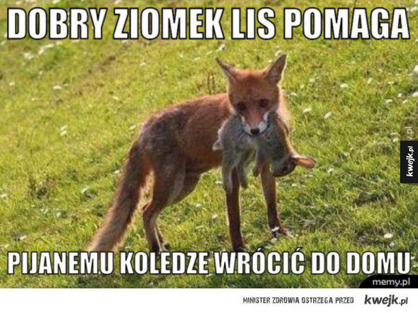 Ziomek Lis