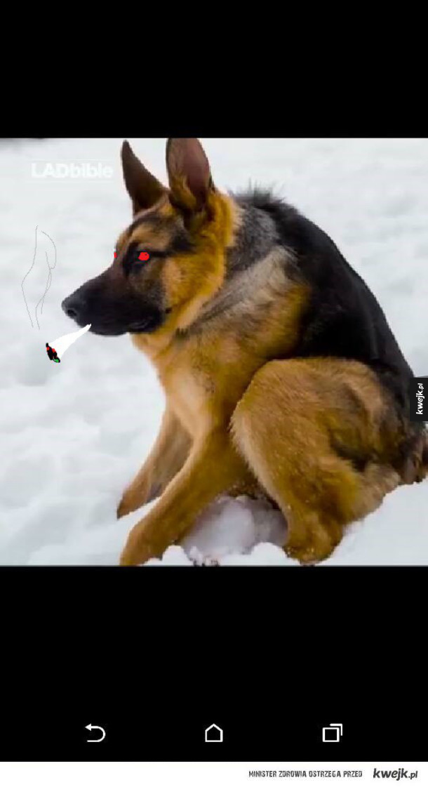 pies żul