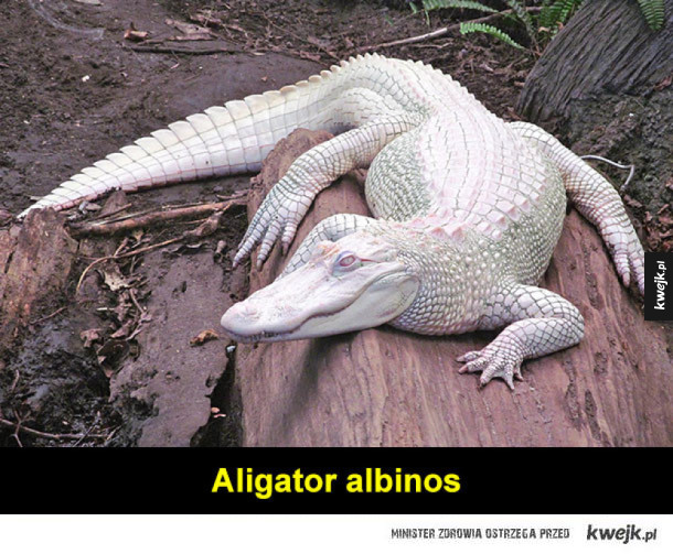 Zwierzęta albinosy