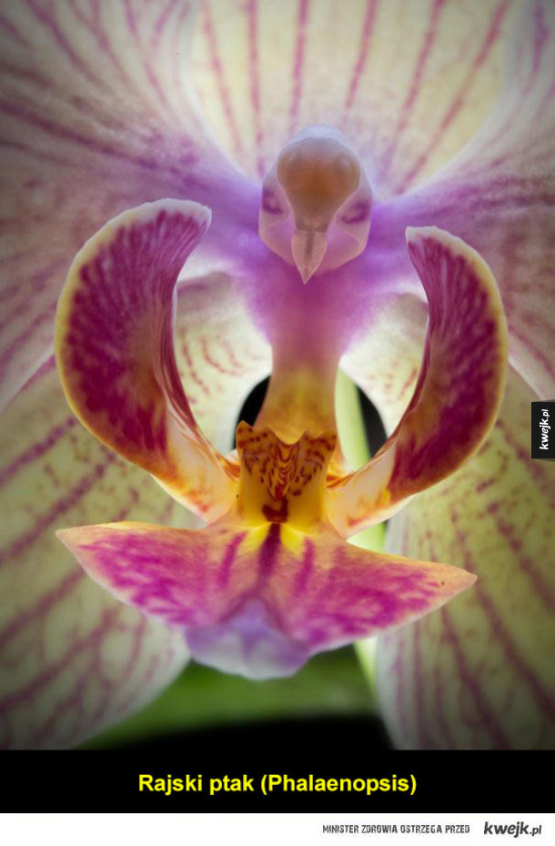 Kwiaty orchidei czasem wyglądają jak coś zupełnie innego