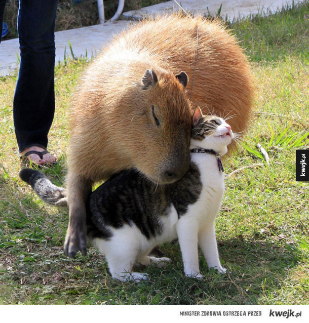 Wszystkie zwierzaki kochają kapibary!