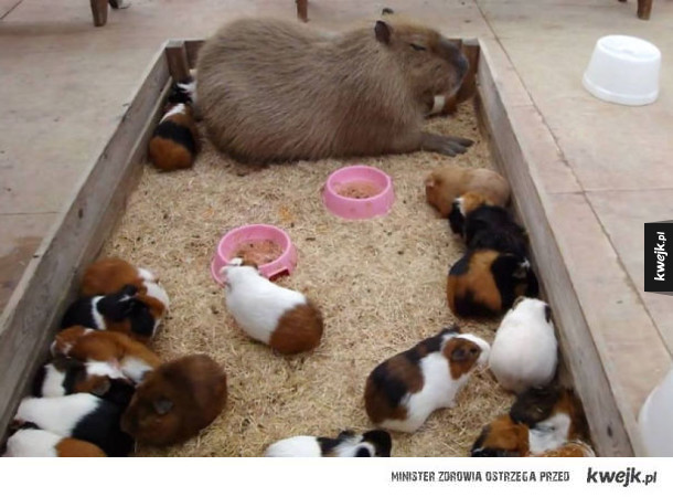 Wszystkie zwierzaki kochają kapibary!