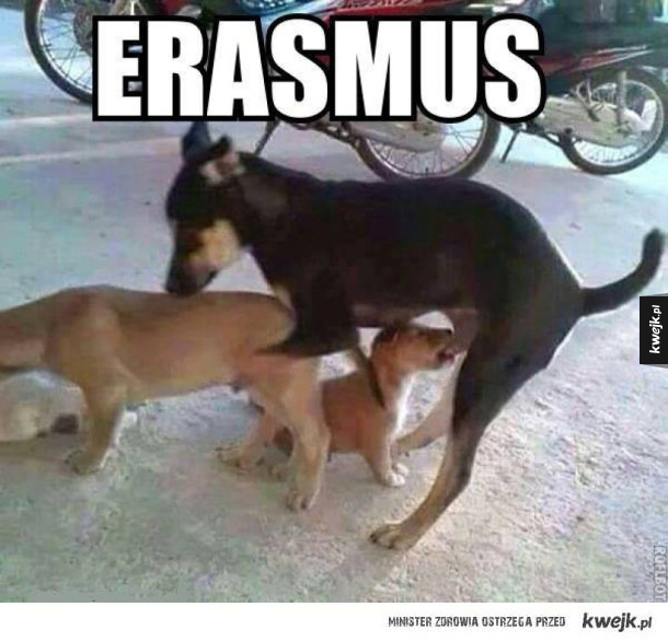 Erasmus 