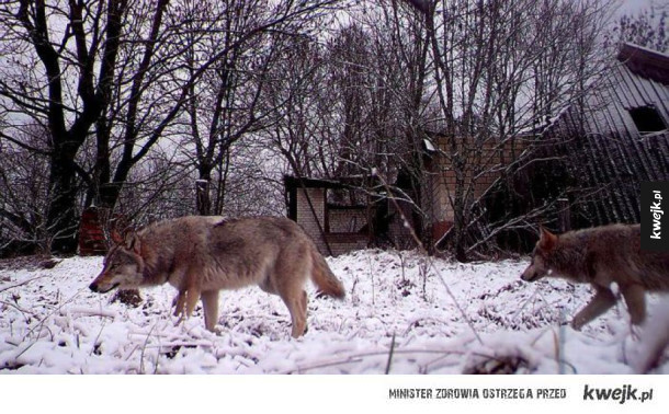 Zwierzęta w Czarnobylu