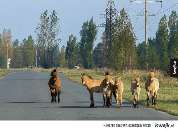 Zwierzęta w Czarnobylu