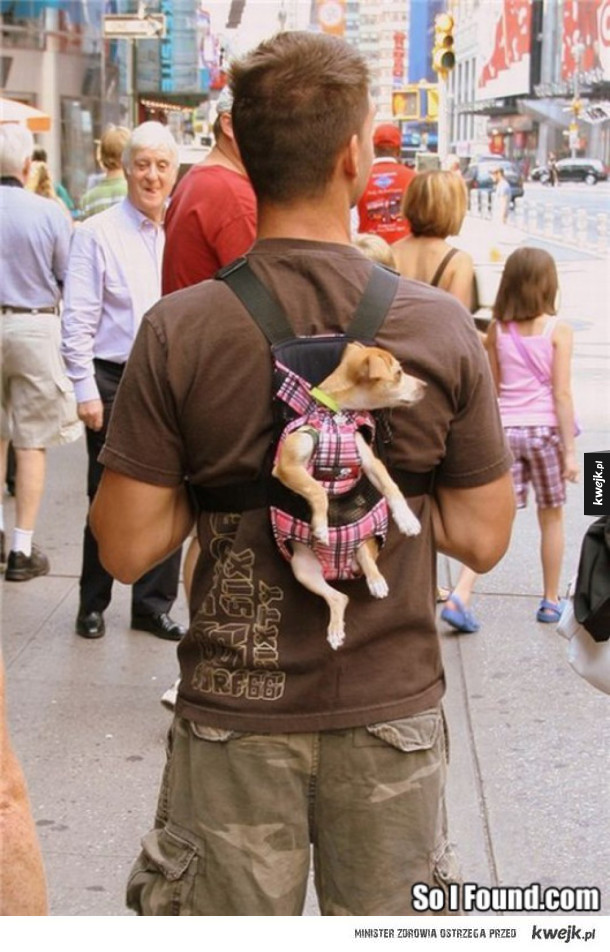 Pieski w nosidełkach i plecakach