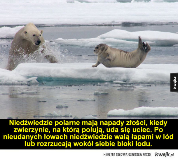 Ciekawostki o niedźwiedziach polarnych