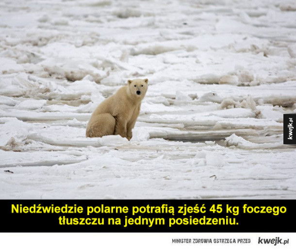 Ciekawostki o niedźwiedziach polarnych