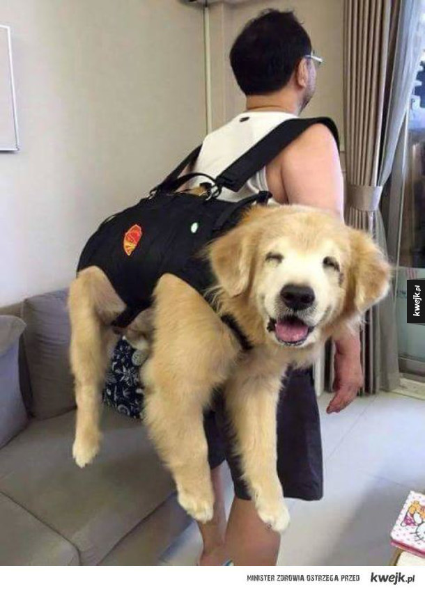 Pieski w nosidełkach i plecakach