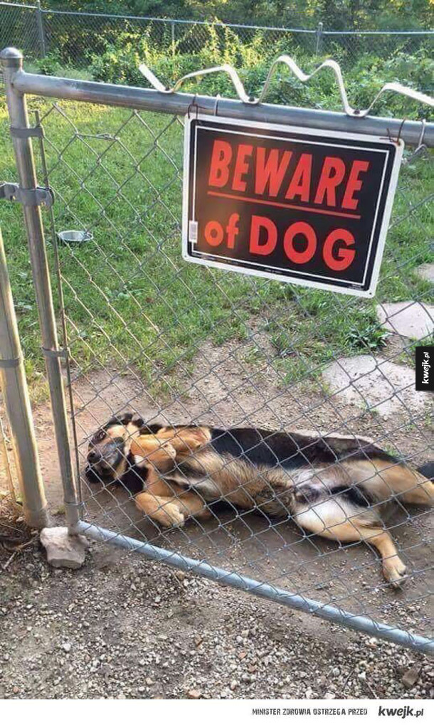 Uwaga, zły pies!