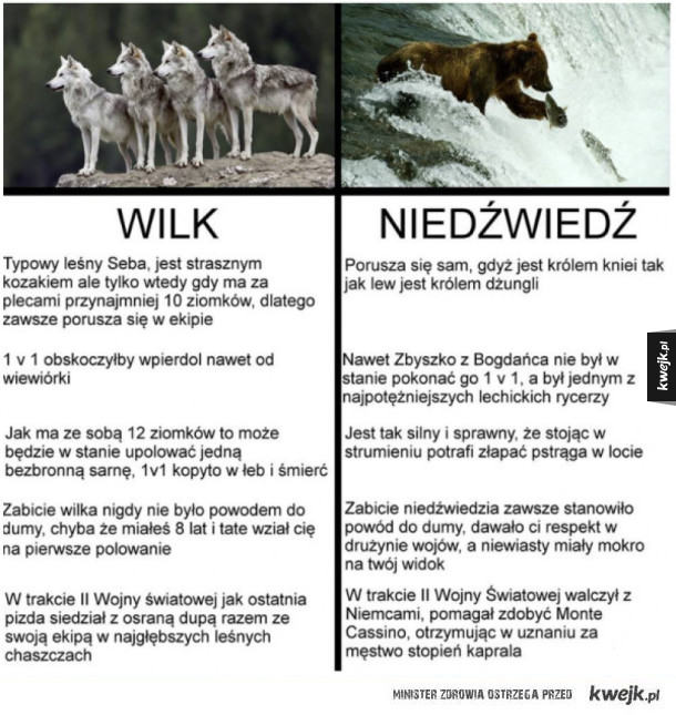 wilk vs niedźwiedź