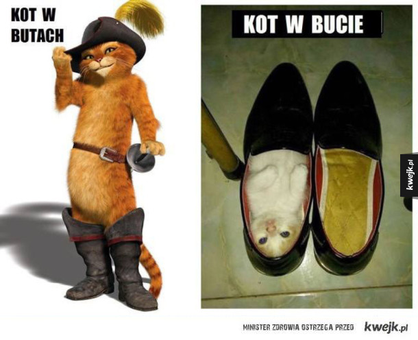 Kot w butach