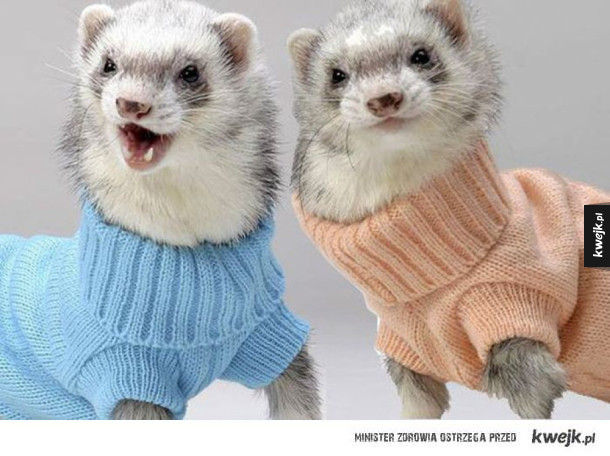Zwierzaki w malutkich sweterkach
