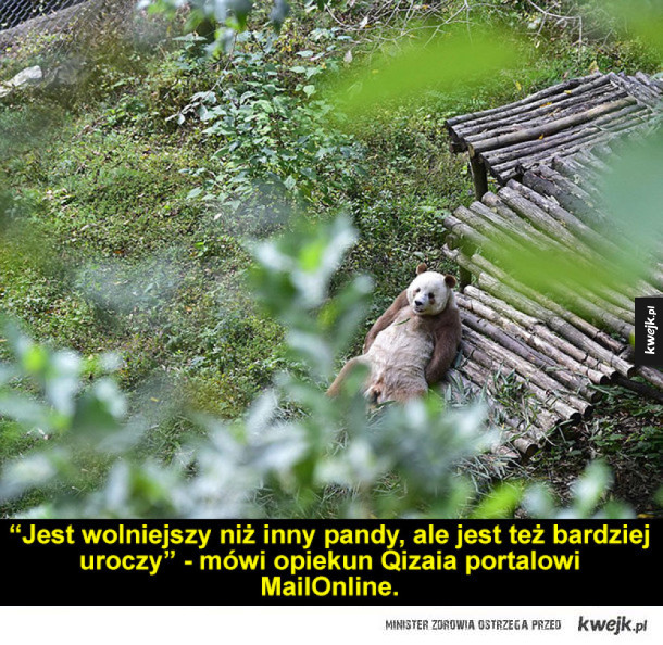 Qizai - jedyna na świecie brązowa panda!