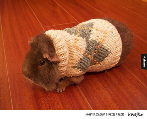 Zwierzaki w malutkich sweterkach