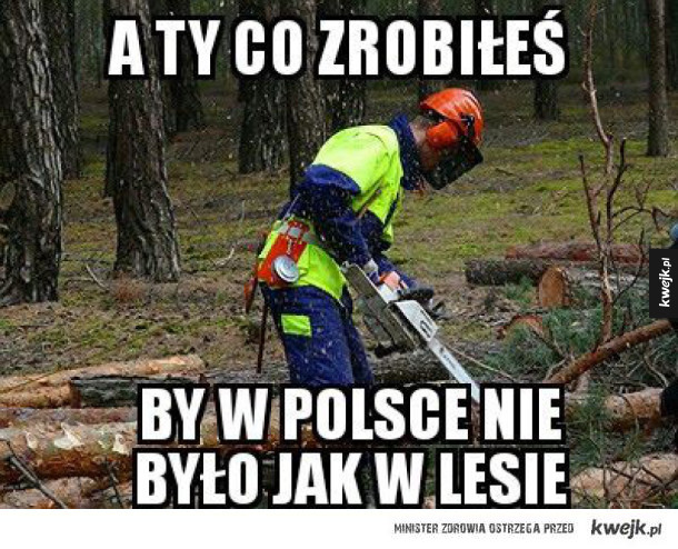 W Polsce jak w Lesie