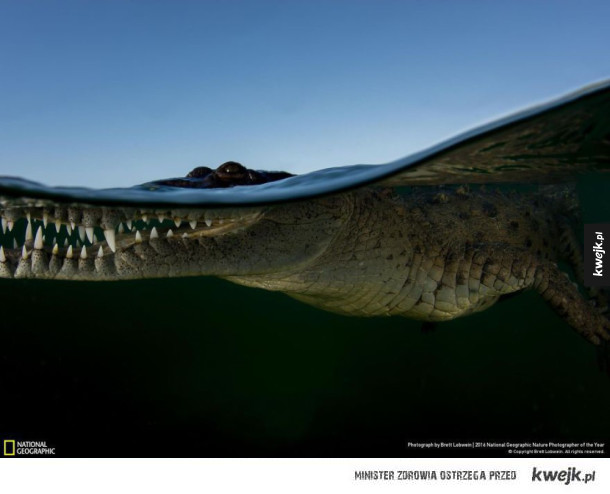Niektóre zdjęcia z konkursu 2016 National Geographic Nature Photographer Of The Year