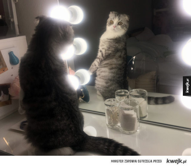 Koty i lustra to zabawne połączenie