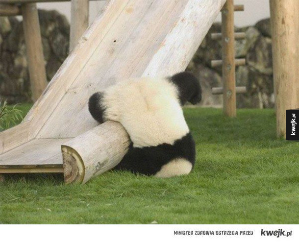 Pandy robią to, w czym są najlepsze - są słodkie
