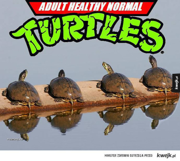 normalne żółwie nie ninja