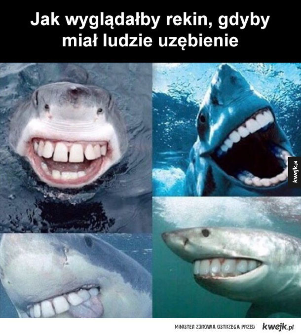 rekin z zębami