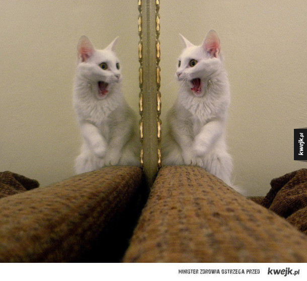 Koty i lustra to zabawne połączenie
